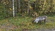ODW-Ulkiniemi-4