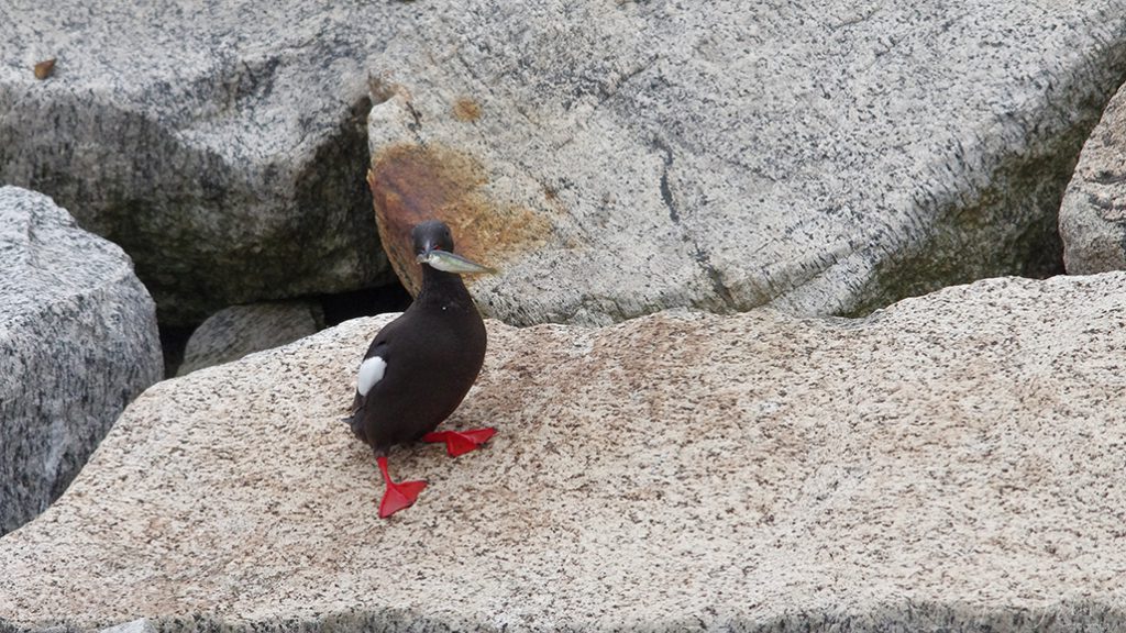 bird with fish