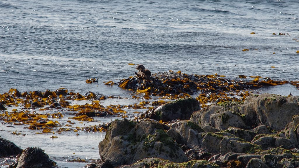 Sea otter