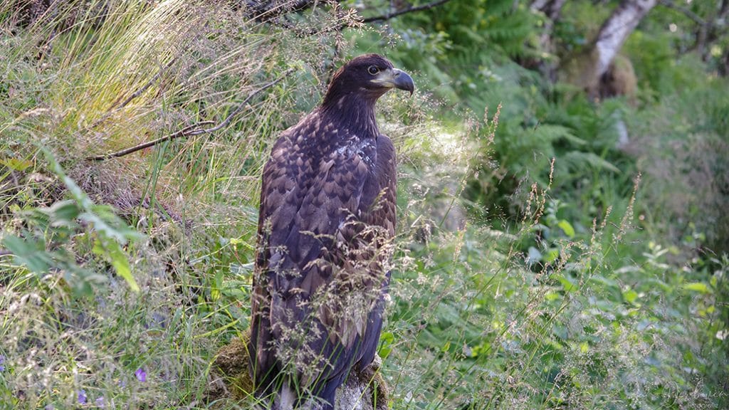 Sea eagle