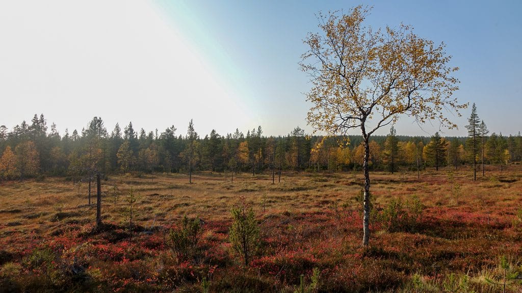 autumn colours