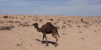 groep dromidarissen in de woestijn