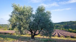 olijboom voor lavendelveld