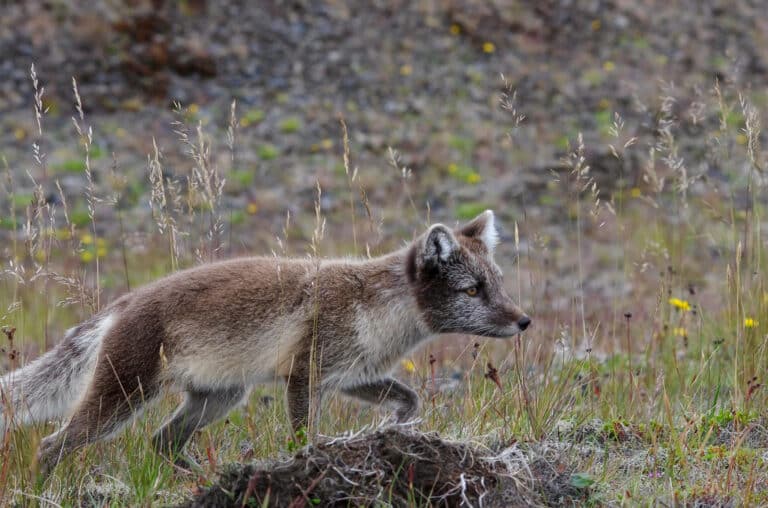 polar fox