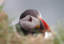 puffen