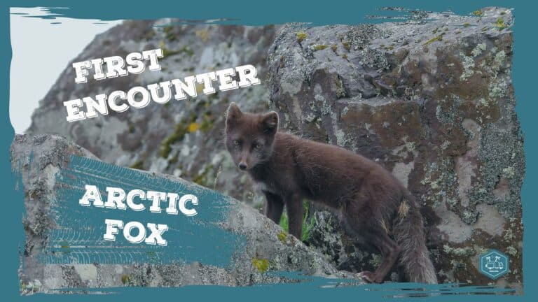 The arctic fox